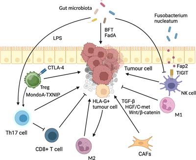 The next bastion to be conquered in immunotherapy: microsatellite stable colorectal cancer